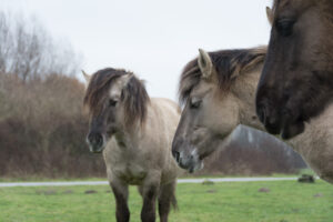 145-2016-01-09 Landtong Rozenburg