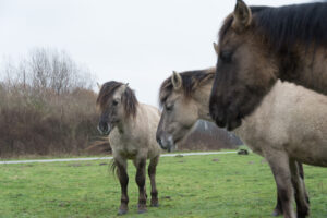 146-2016-01-09 Landtong Rozenburg