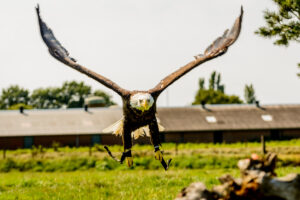 146-2016-08-27 Roofvogels