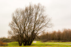 147-2016-01-09 Landtong Rozenburg