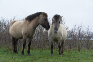 149-2016-01-09 Landtong Rozenburg