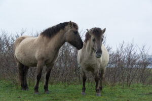 150-2016-01-09 Landtong Rozenburg