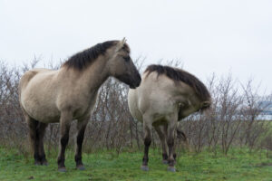 151-2016-01-09 Landtong Rozenburg
