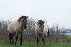 153-2016-01-09 Landtong Rozenburg