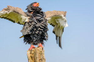153-2016-08-27 Roofvogels