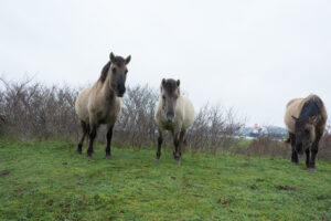 155-2016-01-09 Landtong Rozenburg