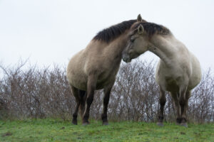 156-2016-01-09 Landtong Rozenburg