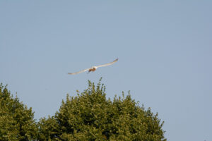 157-2016-08-27 Roofvogels