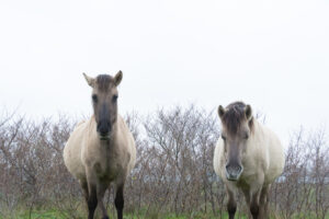 158-2016-01-09 Landtong Rozenburg