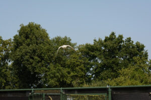 158-2016-08-27 Roofvogels