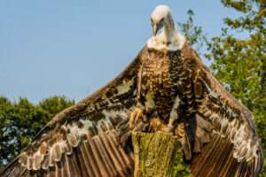 160-2016-08-27 Roofvogels