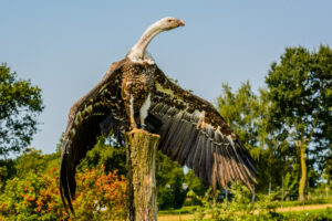 162-2016-08-27 Roofvogels