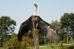 163-2016-08-27 Roofvogels