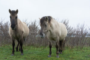 164-2016-01-09 Landtong Rozenburg