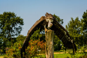 164-2016-08-27 Roofvogels