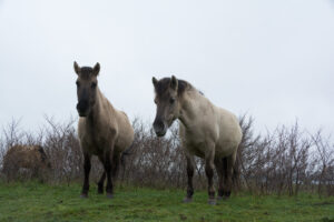 165-2016-01-09 Landtong Rozenburg