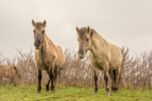 166-2016-01-09 Landtong Rozenburg
