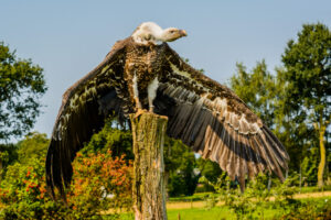 166-2016-08-27 Roofvogels