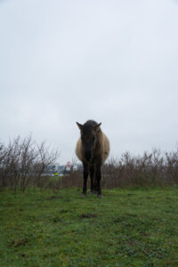 167-2016-01-09 Landtong Rozenburg