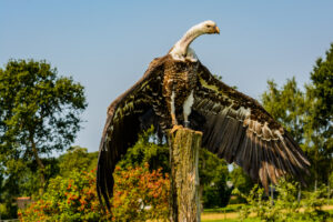 167-2016-08-27 Roofvogels