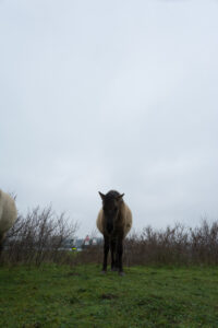 168-2016-01-09 Landtong Rozenburg