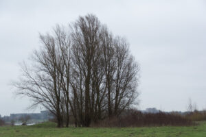 170-2016-01-09 Landtong Rozenburg