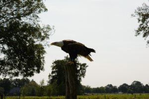 178-2016-08-27 Roofvogels