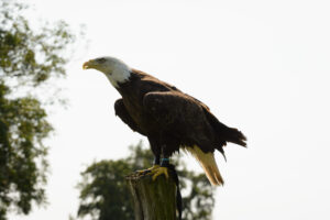 179-2016-08-27 Roofvogels