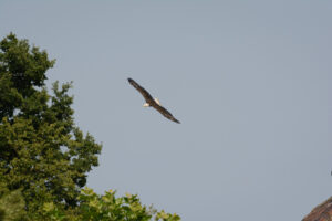 180-2016-08-27 Roofvogels