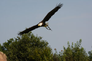 182-2016-08-27 Roofvogels