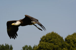 183-2016-08-27 Roofvogels