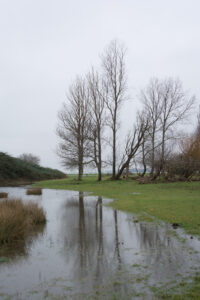 187-2016-01-09 Landtong Rozenburg