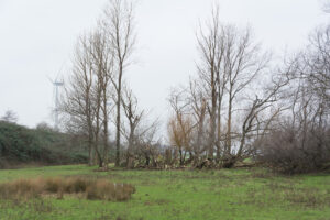 193-2016-01-09 Landtong Rozenburg