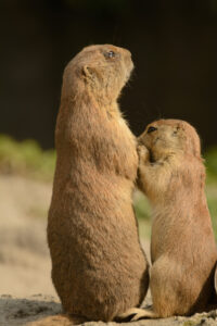 2016-07-20 Avond Dierentuin - 20160720-2114-102830