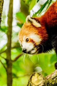 2016-07-20 Avond Dierentuin - 20160720-2114-102939