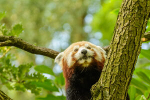 2016-07-20 Avond Dierentuin - 20160720-2114-102972