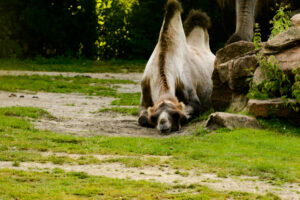 2016-07-20 Avond Dierentuin - 20160720-2114-103026