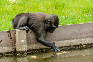 2016-07-20 Avond Dierentuin - 20160720-2114-103065