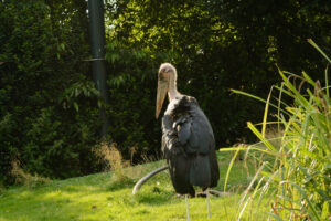 2016-07-20 Avond Dierentuin - 20160720-2114-103170