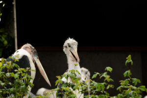 2016-07-20 Avond Dierentuin - 20160720-2114-103180