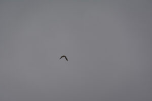 205-2016-01-09 Landtong Rozenburg
