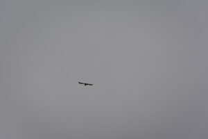 207-2016-01-09 Landtong Rozenburg