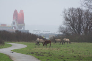 211-2016-01-09 Landtong Rozenburg