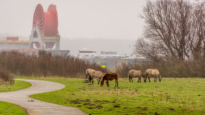 212-2016-01-09 Landtong Rozenburg