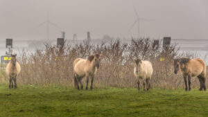 215-2016-01-09 Landtong Rozenburg