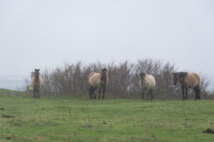 216-2016-01-09 Landtong Rozenburg