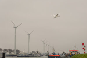 246-2016-01-09 Landtong Rozenburg