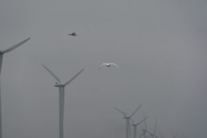 251-2016-01-09 Landtong Rozenburg