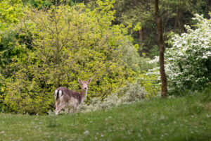 001-2014-05-04 Amsterdamse waterleidingduinen Les 6
