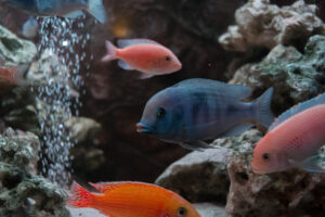 001-2014-12-18 Aquaria Hans Eijken